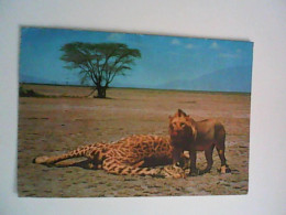 LEONE LION LEONESSA DOPO CATTURA GIRAFFA MISSION PADRE PRIMO MLOWA BWAWANI DODOMA TANZANIA - Löwen