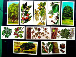 UK.GB, ENGLAND 1960, SMALL CARD, TREES IN BRITAIN 10 DIFF PLANT, FRUIT, TREE, LEAVES, FULL DETAIL ON BACK SIDE, ISSUE - Covers & Documents