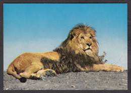 089720/ Lion - Löwen