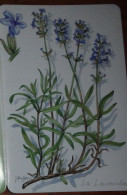 Petit Calendrier Poche 2000 Plante Fleur Lavande - 3 Volets Calendrier St Jean - Petit Format : 1991-00