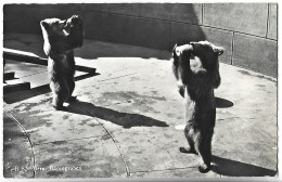 OURS - BERN - Barengraben - Bears