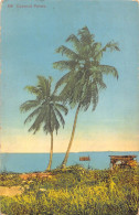 L477 Nigeria Coconut Palms Vintage Postcard - Nigeria