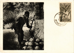 PC DAHOMEY, MAN CUTTING A COCONUT, Vintage Postcard (b48521) - Dahomey