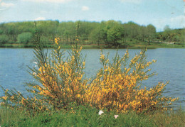 SAVENAY - VUE SUR LE LAC - Savenay