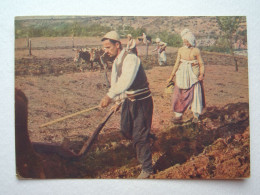CARTOLINA ALBANIA - DRISHTI LA SEMINA DEL GRANO VIAGGIATA ANNO 1941 BELLA - Albania