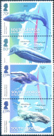 South Georgia. Fauna. Cetacei 2018. - Falkland Islands