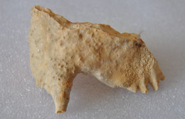 Stalactite 79 Grammes 90 Mm X 5,5 X 20 Mm Origine France - Minerales