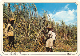 DOM-TOM-LES ANTILLES CANNE A SUCRE-N°TB3557-C/0125 - Sonstige & Ohne Zuordnung