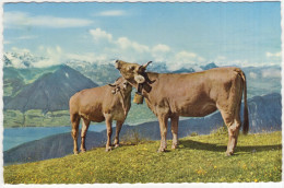 'Morgentoilette' Auf Rigi-Rotstock - (Schweiz/Suisse/Svizzera) - Kühe/Vieh/Cows/Vache - Vitznau