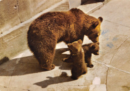 TH-OURS-N°TB3569-A/0069 - Bears