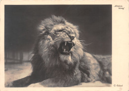 TH-LIONS-N°TB3569-C/0285 - Löwen