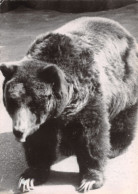 TH-OURS-N°TB3569-C/0105 - Bears
