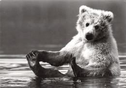 TH-OURS-N°TB3569-C/0103 - Bears