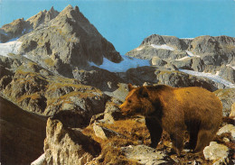 TH-OURS-N°TB3569-C/0109 - Bears