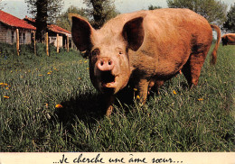 TH-COCHONS-N°TB3569-B/0173 - Varkens