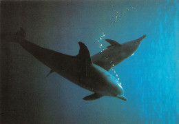 TH-DAUPHINS-N°TB3569-B/0023 - Dolphins
