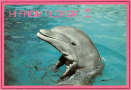 TH-DAUPHINS-N°TB3569-A/0279 - Dolphins