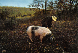 TH-COCHONS-N°TB3569-A/0203 - Varkens