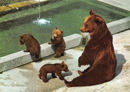 TH-OURS-N°TB3569-A/0171 - Bears