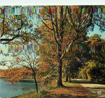 Forêt - Arbres - CPM - Voir Scans Recto-Verso - Bäume