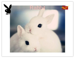 India 2025 Bunny / Rabbit MINT / BLANK Maxim / Picture Post Card PPC As Per Scan - Lapins