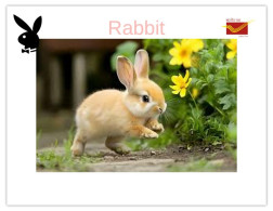 India 2025 Bunny / Rabbit MINT / BLANK Maxim / Picture Post Card PPC As Per Scan - Lapins