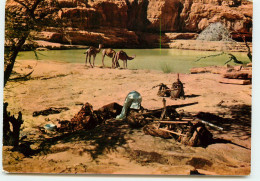 TCHAD ENNEDI Trois Chameaux S'abreuvant A Une GUELTA RR 1264 - Tschad