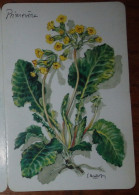 Petit Calendrier De Poche 1998 Plante Fleur Primevère  Pharmacie Bourgoin Jallieu Isère Calendrier St Jean 3 Volets - Petit Format : 1991-00