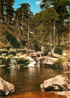 CPM Couleurs Et Lumilere De France La Corse Oasis De Beaute Evisa (Corse) - Corse