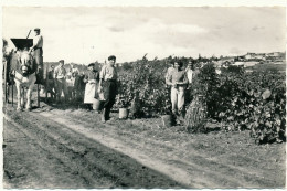 REUGNY - Les Vendanges Sur Les Coteaux - Reugny