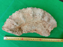 1) Fragment De Grand Fossile Marin à Identifier - Fósiles