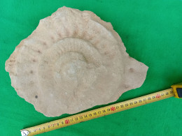3) Grand Fossile Marin. - Fósiles