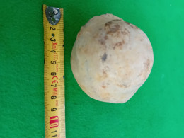 9-1) Fossile Sphérique Mollusque Bivalve En Parfait état - Fósiles
