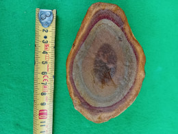 2) Fossile En Parfait état. A Identifier - Fósiles