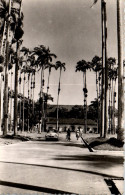 973 CAYENNE - Allée De L'hopital Saint Martial - Cayenne