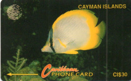 CAYMAN ISLAND - GPT - C&W - 5CCIB - FISH - SPOTFIN BUTTERFLYFISH - Cayman Islands
