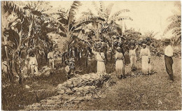 TRINIDAD Reaping Bananas - Trinidad