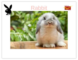 India 2025 Bunny / Rabbit - MINT / BLANK Maxim / Picture Post Card PPC As Per Scan - Lapins