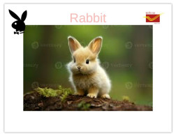India 2025 Bunny / Rabbit - MINT / BLANK Maxim / Picture Post Card PPC As Per Scan - Lapins