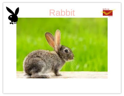 India 2025 Bunny / Rabbit - MINT / BLANK Maxim / Picture Post Card PPC As Per Scan - Lapins
