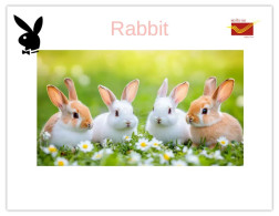 India 2025 Bunny / Rabbit - MINT / BLANK Maxim / Picture Post Card PPC As Per Scan - Lapins