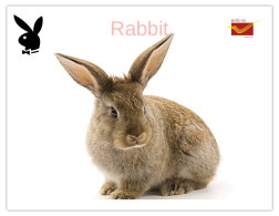 India 2025 Bunny / Rabbit - MINT / BLANK Maxim / Picture Post Card PPC As Per Scan - Lapins