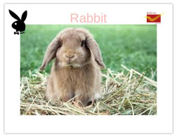 India 2025 Bunny / Rabbit - MINT / BLANK Maxim / Picture Post Card PPC As Per Scan - Lapins