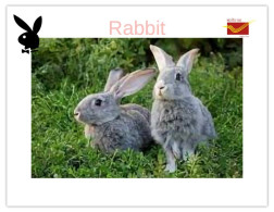 India 2025 Bunny / Rabbit - MINT / BLANK Maxim / Picture Post Card PPC As Per Scan - Lapins