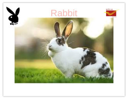 India 2025 Bunny / Rabbit - MINT / BLANK Maxim / Picture Post Card PPC As Per Scan - Lapins