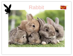 India 2025 Bunny / Rabbit - MINT / BLANK Maxim / Picture Post Card PPC As Per Scan - Lapins