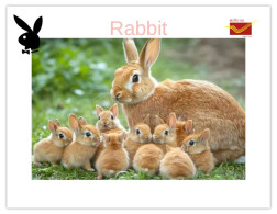 India 2025 Bunny / Rabbit - MINT / BLANK Maxim / Picture Post Card PPC As Per Scan - Lapins