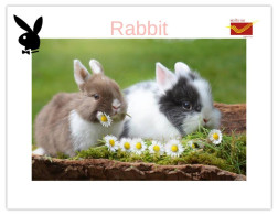 India 2025 Bunny / Rabbit - MINT / BLANK Maxim / Picture Post Card PPC As Per Scan - Lapins
