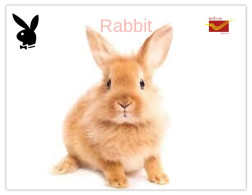 India 2025 Bunny / Rabbit - MINT / BLANK Maxim / Picture Post Card PPC As Per Scan - Lapins