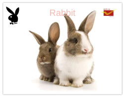 India 2025 Bunny / Rabbit - MINT / BLANK Maxim / Picture Post Card PPC As Per Scan - Lapins